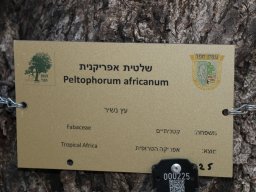 peltophorum africanum 2021